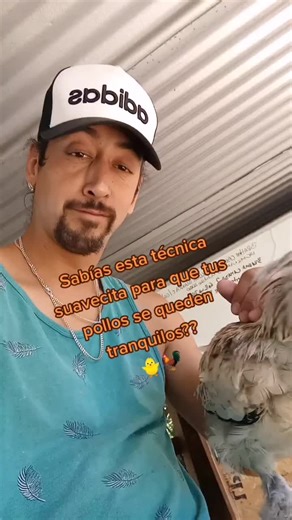 Técnica para Calmar a tus Pollitos 🐥🐓 | Gallinero en Casa
