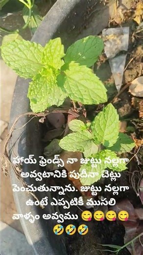 హాయ్ ఫ్రెండ్స్ గుడ్ మార్నింగ్🤗# viral# short video#. VN all video logs #🤗🙏