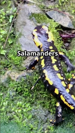 Fire Salamander: Nature's Fiery Wonder! 🦎