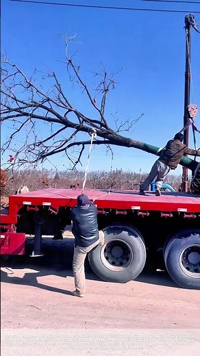 Harvesting Giants: The Ballet of Moving Ancient Trees