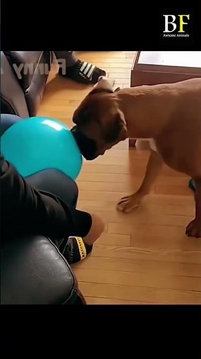 "Best Funny Cats and Dogs fails Compilation | animals fails"#shorts