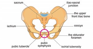 Symphysis Pubis Dysfunction (SPD) - Symptoms, Causes & Training Tips