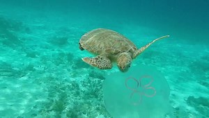 Thank you to Mike Anderson for this cool video of a green sea turtle eating a moon jelly fish at Leinster Bay yesterday. Adult green sea turtles are herbivores and are usually found grazing is sea grass beds, however for juvenile green sea turtles an omnivorous diet is more typical. This is why it is important to keep those plastics bags out of the ocean folks. Young turtles are indiscriminate eaters and will eat anything that resembles food. Enjoy the video! #friendsofvirginislandsnationalpark 
