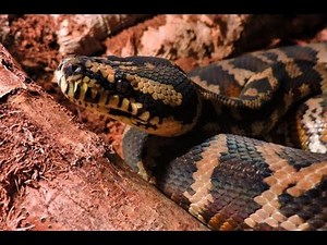 Morelia spilota harrisoni 🐍 (Carpet Python) Repas