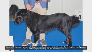 Common Health Issues in Romanian Raven Shepherd Dogs