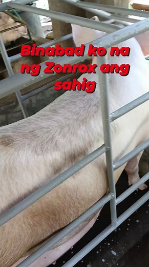 Binabad ko na ng Zonrox ang sahig. #disenfectant #viralreelsシ #highlightsシ゚ #reelsfbシ #fypviralシ #fbreelsvideo #pigfarming #TopFans #fypシ゚viralシfypシ゚ #trendingreels #putaktehv | Putak Teh V