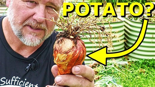 Why potato onions? Planting, growing & tasting this unique garden gem!