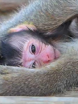 Very Nice and Cute Baby Monkey Moments #entertaininganimals #babymonkeys #wildlifeentertainment