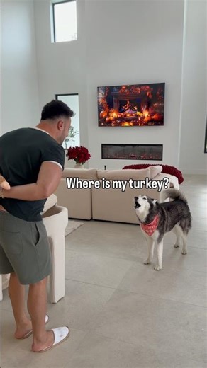 My Husky Wants a REAL TURKEY 🦃🤣