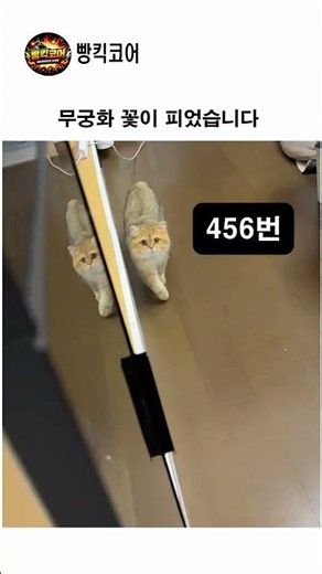(오징어 게임) 무궁화 꽃이 피었습니다 465번 탈락 #오징어게임 #고양이 #쇼츠 #shorts #동물쇼츠