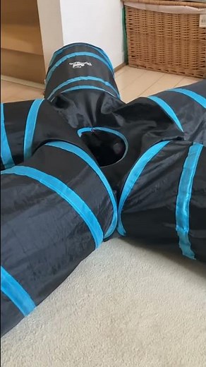 ひょっこりはんの再来