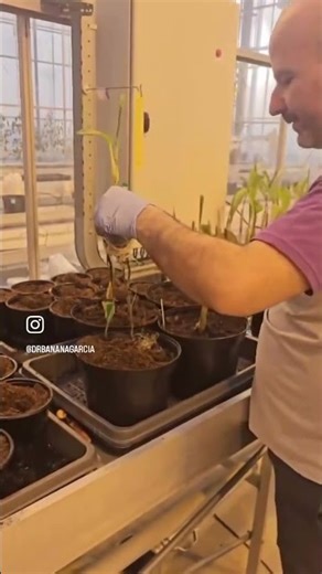 Preparing new hybrids for the breeding program - banana #drbananagarcia #yelloway