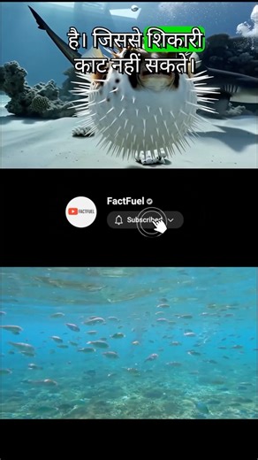 This fish explodes… on purpose #shorts