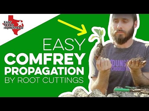 Learn Easy Comfrey Propagation by Root Cuttings | How to Grow Comfrey Cuttings