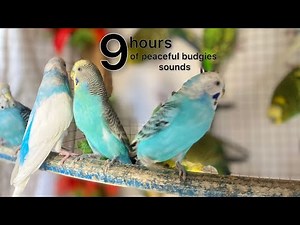 9 Hours of Beautiful Parakeet Chirping & Singing–Calming Bird Sounds for Relaxation, Focus, or Sleep