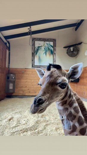 2.1K views · 38 reactions | Bayou Wildlife Zoo on Reels | Facebook