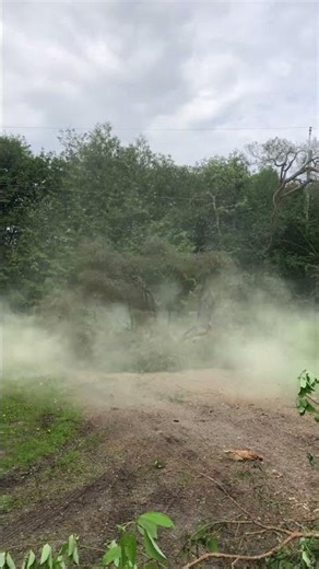 Pollen explodes from tree when it hits the ground!
