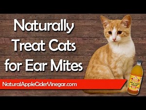 How to Naturally Treat Ear Mites in Cats