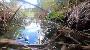 Gatorland's Underwater World! | Gatorland Orlando