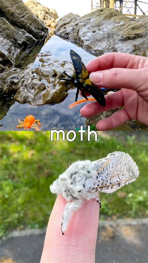 Fun Toys | Bug Insect Names for Kids to Learn at the Rock Pool: Grasshopper Bee Millipede
