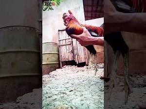 cara melatih ayam sabung philipin dari umur 5 biar agresif kaki getar #ayamphilipin