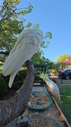 Cockatoo Slow Mo Landing