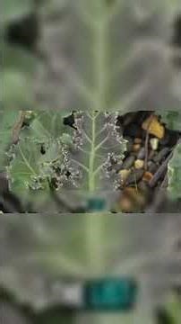 Perennials: The 20-Year Survival Crop Secret