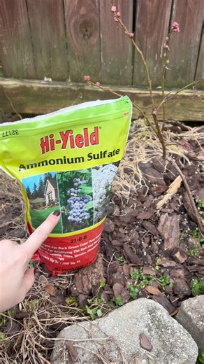 If you are having issues with your blueberry bushes, check out this video on how fertilize to potentially help them thrive. Come to find out, after a lot of trial and error and many blueberry group threads, I found out that blueberries can only use the ammonium form of Nitrogen… and this High Yield Ammonium Sulfate is their preferred fertilizer. This will not only feed them the right nitrogen, but it also acidifies the soil, helping to maintain that acidic pH. I also found out NOT TO USE ALUMINU