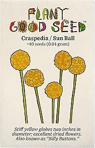 Organic Craspedia/Billy Buttons Seeds for Planting: Perennial Flower, Yellow Blossoms - 40 Seed Packet