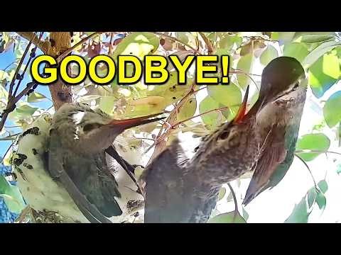 Anna’s Hummingbird Chicks Have Fledged Successfully!