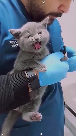 Cats Hate the Vet 🤣 #catcomedy #catsoftiktok #catvideos #cutecats #funnycats