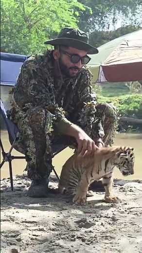 Episode 52 Baby Tiger's Roar Sounds Like Up Close 🐆😍 #lion #animals