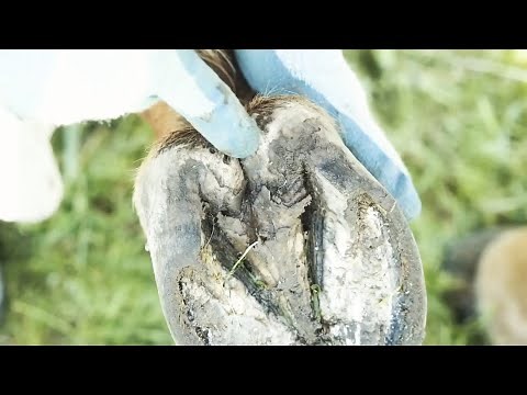 Identifying and Treating Thrush in Horses