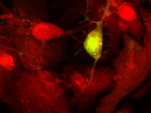 Isolation and Culture of Hippocampal Neurons from Prenatal Mice