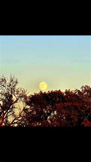 12 reactions | Did you catch that super moon tonight? | Ladybug Lane Flower Farm | Facebook