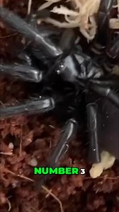 Meet the Sydney funnel-web spider. Known for its highly toxic venom and aggressive behavior, this creature is a serious threat. Learn about its habitat and what makes it so dangerous. #SydneyFunnelWeb #Spiders #Venomous #Wildlife #Australia #DangerousAnimals | Mind Orbit Facts