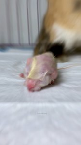 Little kitten Vs Adult cat 😍 #cat #kitten #catlover #cutecat #kucinglucu | Republic Of Cat