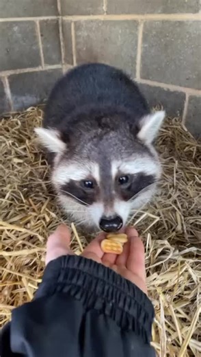 bridlington animal park (@bridlingtonanimalpark)’s videos with Raccoon Song - I've Made Too Much Pasta