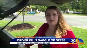 18K views · 155 reactions | A driver hit a gaggle of geese crossing...