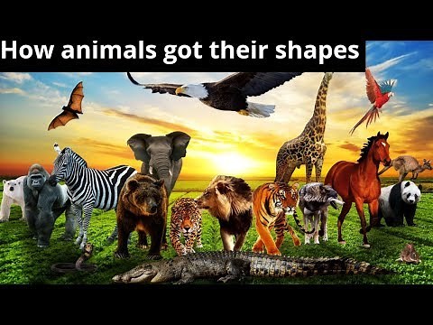 Dreamtime Stories Ep 3 - How The Animals Got Their Shapes | Australian Aboriginal Dreamtime Stories