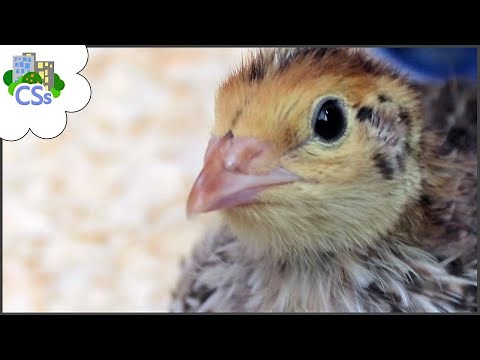 When do Coturnix Quail Chicks No Longer Need a Heat Source/Brooder