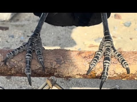 Raven Feet Compilation Ocean Beach, San Francisco silly fun #birds #birdfeet #ravens