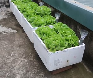 499K views · 5.1K reactions | Turn Styrofoam Boxes Into A Small Garden To Grow Vegetables Easily On The Terrace | DIY Balcony Garden | Facebook