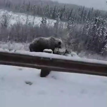 Grizzly bear eating a moose