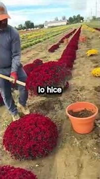 ¿Cuál es la cosa más estúpida por la que alguien ha discutido contigo?