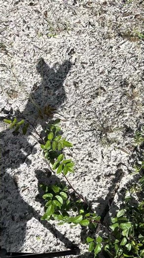 CZ Model 70 Legendary Czech Pistol