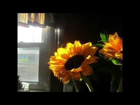 Polly - The woman who runs with wolves (Slowed and Reverb)