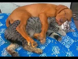 21K views · 462 reactions | Dogs and Cats in Love | Drlarry | Facebook