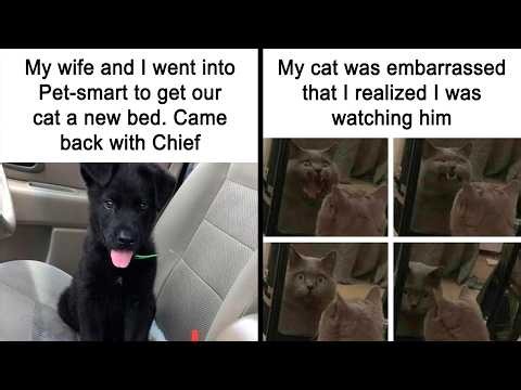 Animal Memes for a Much-Needed Laugh Break