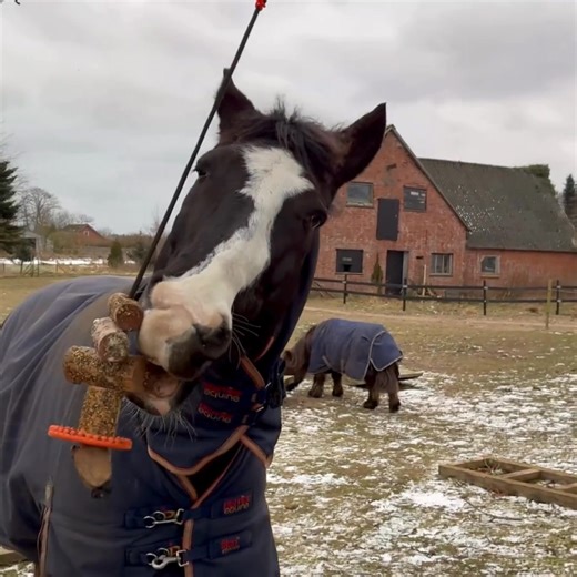 Kan Aktiv Berigelse være både billig, naturlig og lavet af ting, du allerede har? Jeg har lavet en DIY Urte-dingler til mine heste – en urte snack, der aktiverer instinkter, sanser og nysgerrighed 🐴🌿 Læs med og få inspiration til at lave din egen → https://xn--hestevrk-o0a.dk/blog/diy-urte-dingler-ny-ide-til-aktiv-berigelse | Hesteværk